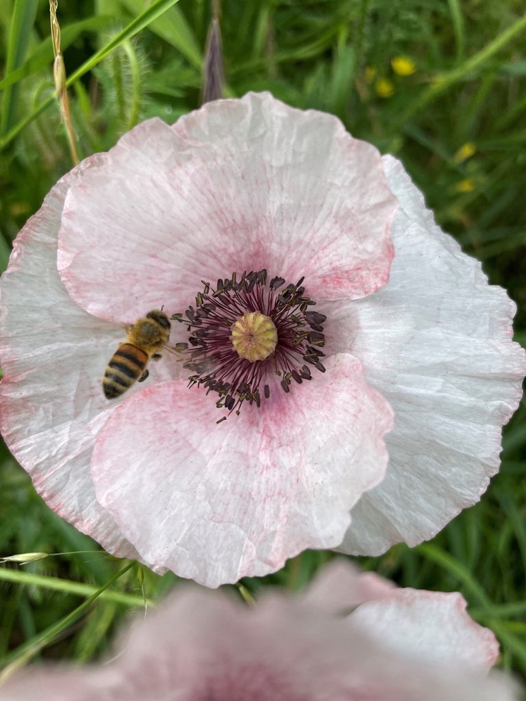 pinkpoppies hooggevoelige kinderen.jpg