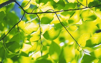 lentegroen.jpg