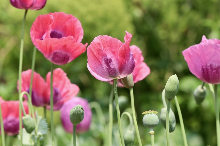 poppy-ga1ebaa63c_1280.jpg poppy-ga1ebaa63c_1280.jpg