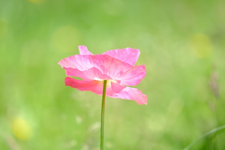 poppy-g5165a67e2_1920 startpagina pink poppie.jpg